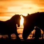 hash GFelCR8K2TvAq0bWzlzCkMIH7kPgrZmjGhx2 Pferd 13.02 0061 scaled 1